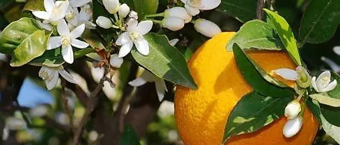 Trebisacce celebra le arance autoctone con la Festa del Biondo tardivo