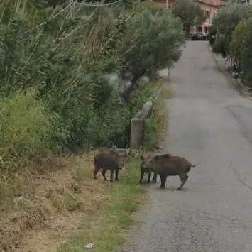 Anche nelle frazioni di Cosenza è emergenza cinghiali