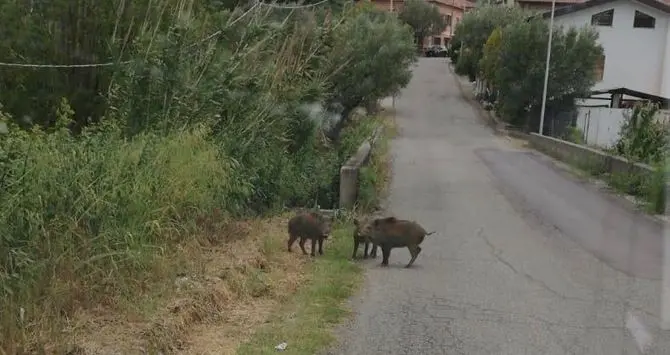 Anche nelle frazioni di Cosenza è emergenza cinghiali