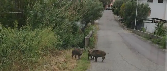Anche nelle frazioni di Cosenza è emergenza cinghiali