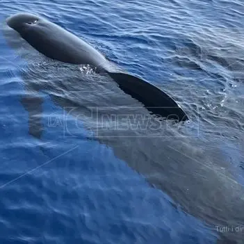 La “danza” dei cetacei, straordinario spettacolo al largo delle coste vibonesi