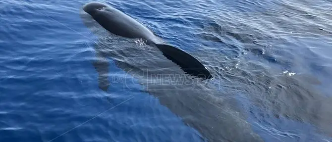 La “danza” dei cetacei, straordinario spettacolo al largo delle coste vibonesi