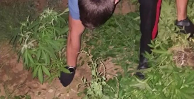 Piantagione di marijuana scoperta e distrutta a Lamezia Terme