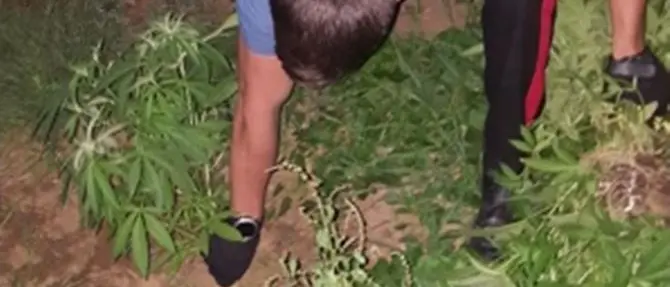 Piantagione di marijuana scoperta e distrutta a Lamezia Terme