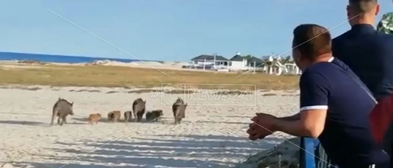 Emergenza cinghiali, la Regione: «Bisogna ampliare periodo di caccia»