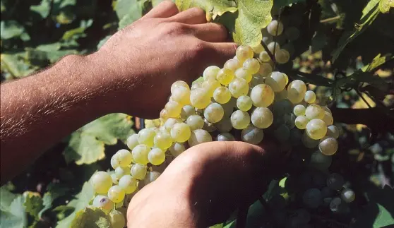 Vini, in Calabria e Sicilia biologica una vigna su tre