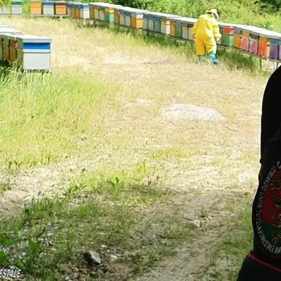 Nomadismo apiario nel Vibonese, denunciati due apicoltori