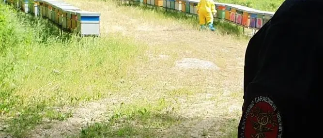 Nomadismo apiario nel Vibonese, denunciati due apicoltori
