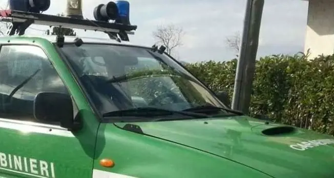 Reggio, controlli in un’azienda di lavorazione delle olive: sequestrati oltre 1,6 tonnellate di prodotti e l’intero opificio, titolare denunciato\n