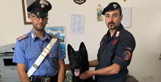 Un fiuto infallibile: il cane dei carabinieri scopre munizioni illegali