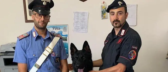 Un fiuto infallibile: il cane dei carabinieri scopre munizioni illegali