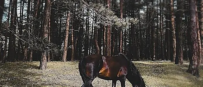 Escursioni al Parco nazionale dell’Aspromonte sulla linea della storia