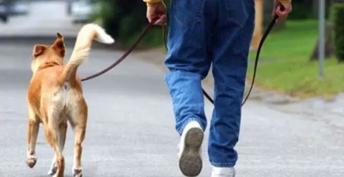 Zungri, vietato portare i cani in piazza: insorgono gli animalisti