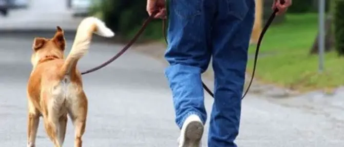 Zungri, vietato portare i cani in piazza: insorgono gli animalisti