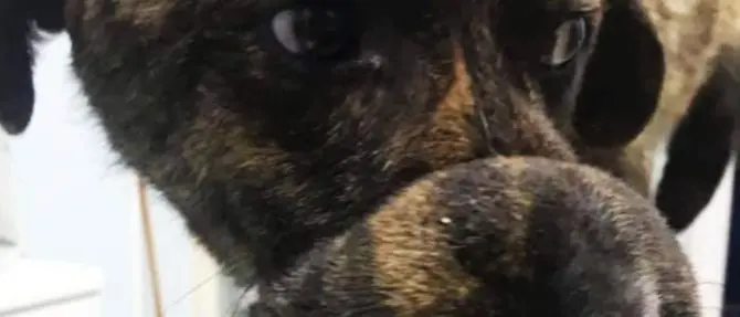 Gli legano il muso e lo condannano a morire di fame e sete: cane salvato