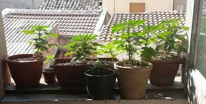 Coltivava marijuana sul balcone, arrestato un 54enne