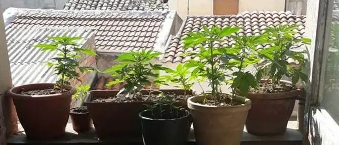 Coltivava marijuana sul balcone, arrestato un 54enne