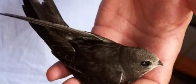 In Aspromonte tutto pronto per il Festival dei rondoni