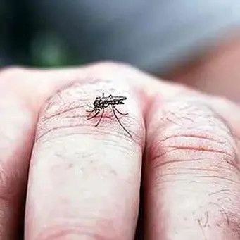 Mio Signore, una domanda.. 'a zanzara, chi catinàzzu la criasti a fari?