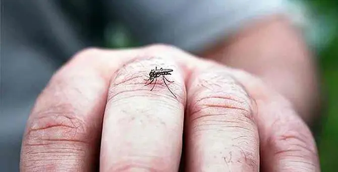 Mio Signore, una domanda.. 'a zanzara, chi catinàzzu la criasti a fari?