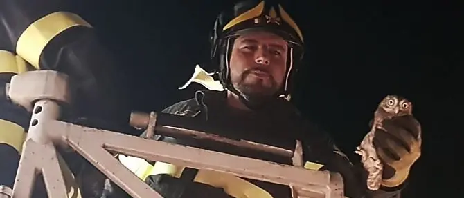 Gufetti in un cornicione di uno stabile, salvati