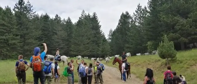 Transumanze in Sila, sogni di lentezza in attesa del riconoscimento Unesco