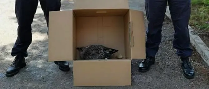 Albatros ferito viene salvato lungo il litorale di Gioia Tauro