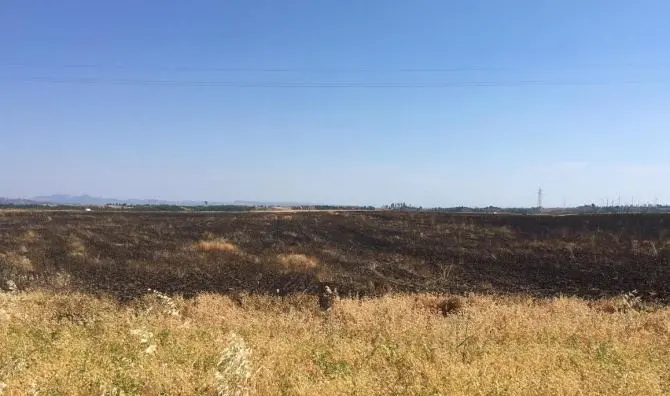 Intimidazioni, incendio distrugge campo di grano in un’azienda di Cutro