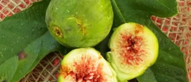 Il fico dottato bianco di Cosenza conquista il “cartellino blu”