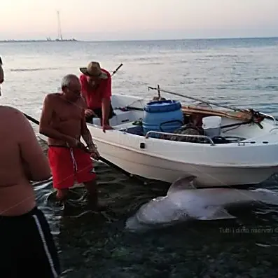Villa San Giovanni, squalo trovato morto con coda e denti strappati