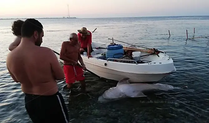 Villa San Giovanni, squalo trovato morto con coda e denti strappati