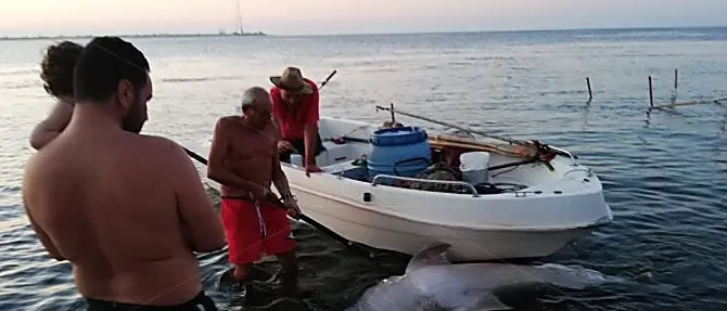 Villa San Giovanni, squalo trovato morto con coda e denti strappati