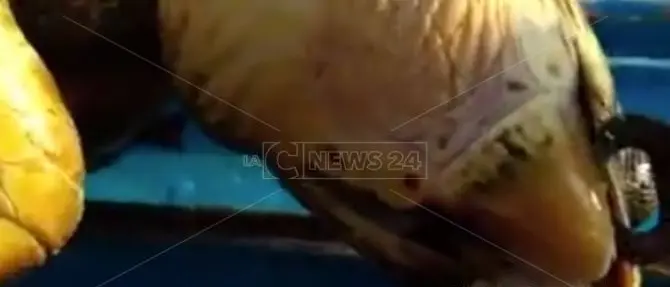 Pescatori si improvvisano “chirurghi” e salvano una tartaruga marina
