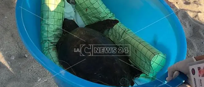 Impigliata e ferita da ami e corde, salvata una tartaruga a Zambrone