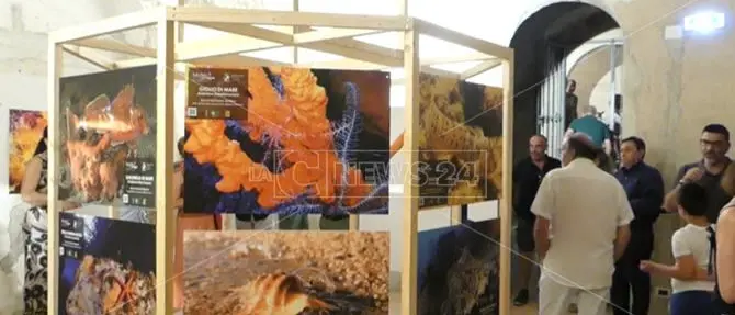 Il Museo del mare è realtà: Tropea presenta la sua biodiversità