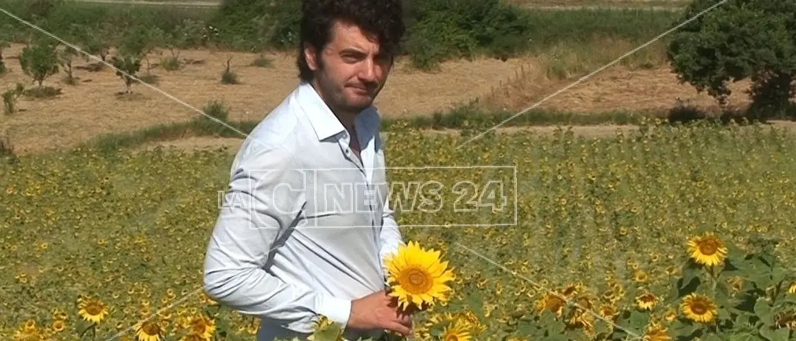 Meraviglia a San Floro, al Mulinum sbocciano 15000 girasoli