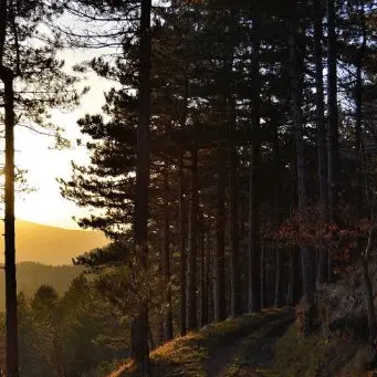 Musica e natura, il Parco di Platania ospiterà il Color fest