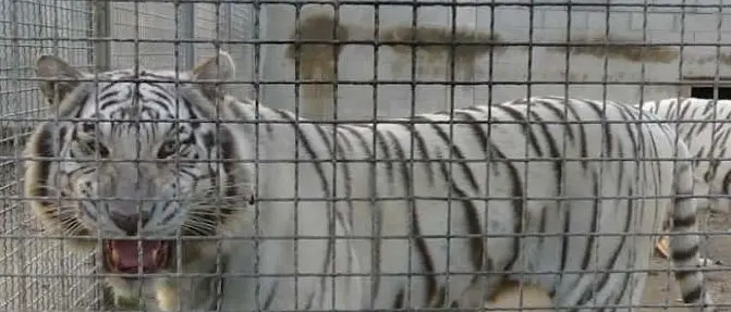 Le tigri uccidono e sbranano l'addestratore, tragedia al circo Orfei