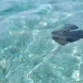 E adesso Vibo Marina fa i conti col mare-discarica