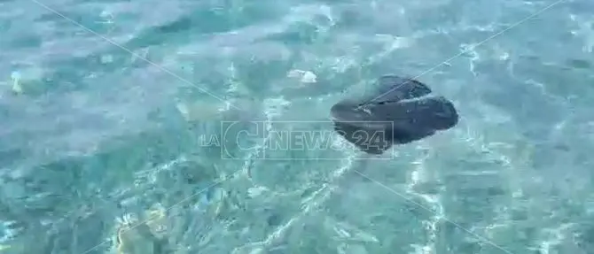 E adesso Vibo Marina fa i conti col mare-discarica