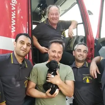 Verbicaro, cucciolo di cane salvato dopo un volo di 10 metri