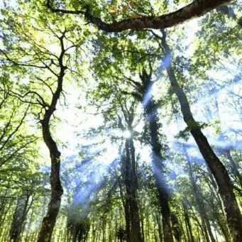 Il Parco del Pollino scrigno di biodiversità, qui i faggi più vecchi d'Europa