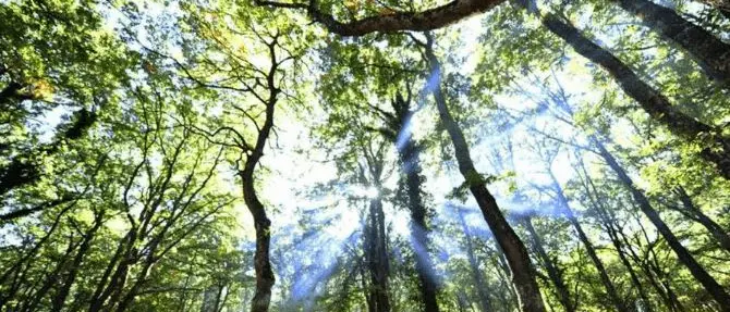 Il Parco del Pollino scrigno di biodiversità, qui i faggi più vecchi d'Europa