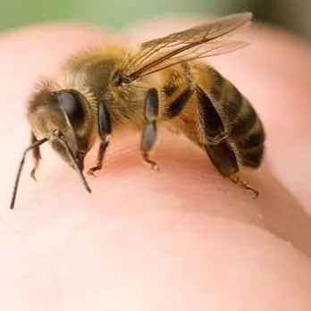 Punto da ape va in shock anafilattico, soccorso dai carabinieri