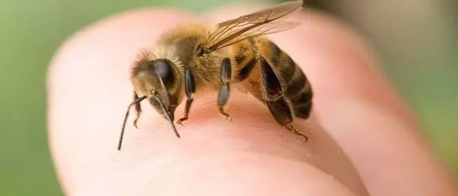 Punto da ape va in shock anafilattico, soccorso dai carabinieri