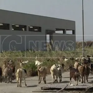 Viaggio nello sviluppo negato di Crotone. Confindustria: «La Regione ha distrutto tutto»