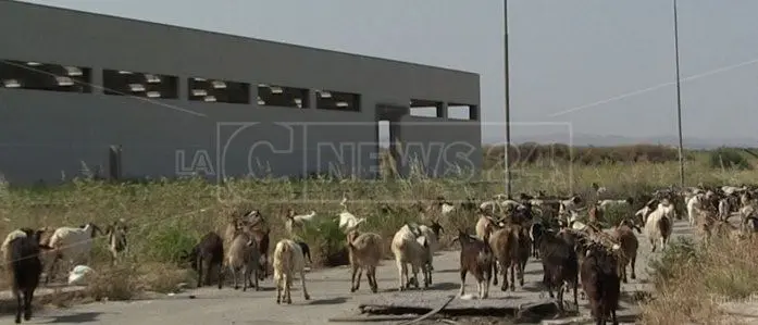 Viaggio nello sviluppo negato di Crotone. Confindustria: «La Regione ha distrutto tutto»