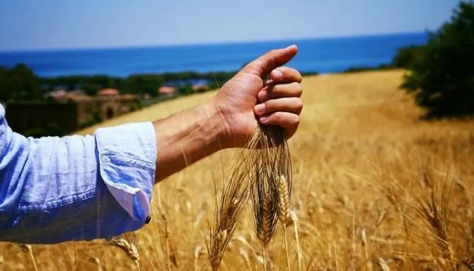 Il Mulinum di San Floro in festa per la trebbiatura