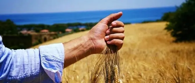 Il Mulinum di San Floro in festa per la trebbiatura