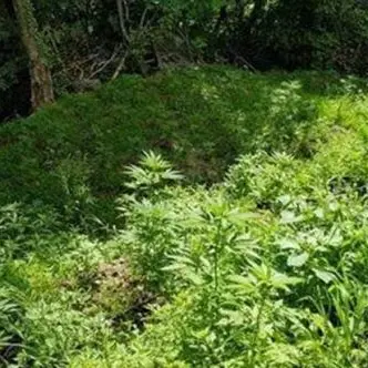 Oltre 600 piante di marijuana sull’Aspromonte, due arresti